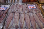 Tray of fresh squid in the Athens fish market