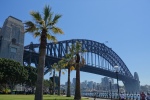 Sydney Harbour bridge and palm tree viewed from the Hyatt Hotel