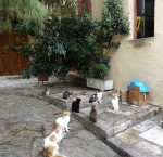 Cats sitting at the backdoor of a restaurant in Athens