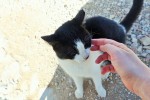 Black and white cat being patted at the Acropolis in Athens Greece
