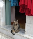 Tabby cat sitting on a marble door step in Athens