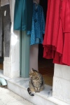 Tabby cat sitting on the doorstep of a shop in Athens