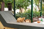 ginger cat sitting on the ledge of a restaurant in Athens, Greece
