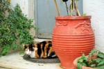Tortoise shell calico cat sitting on a doormat in Athens, Greece
