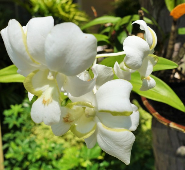 white Singapore orchids